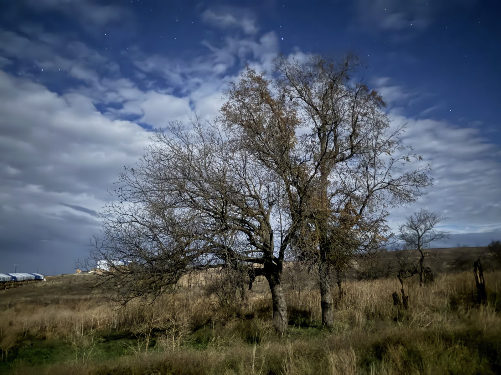 The old walnut tree on the property.