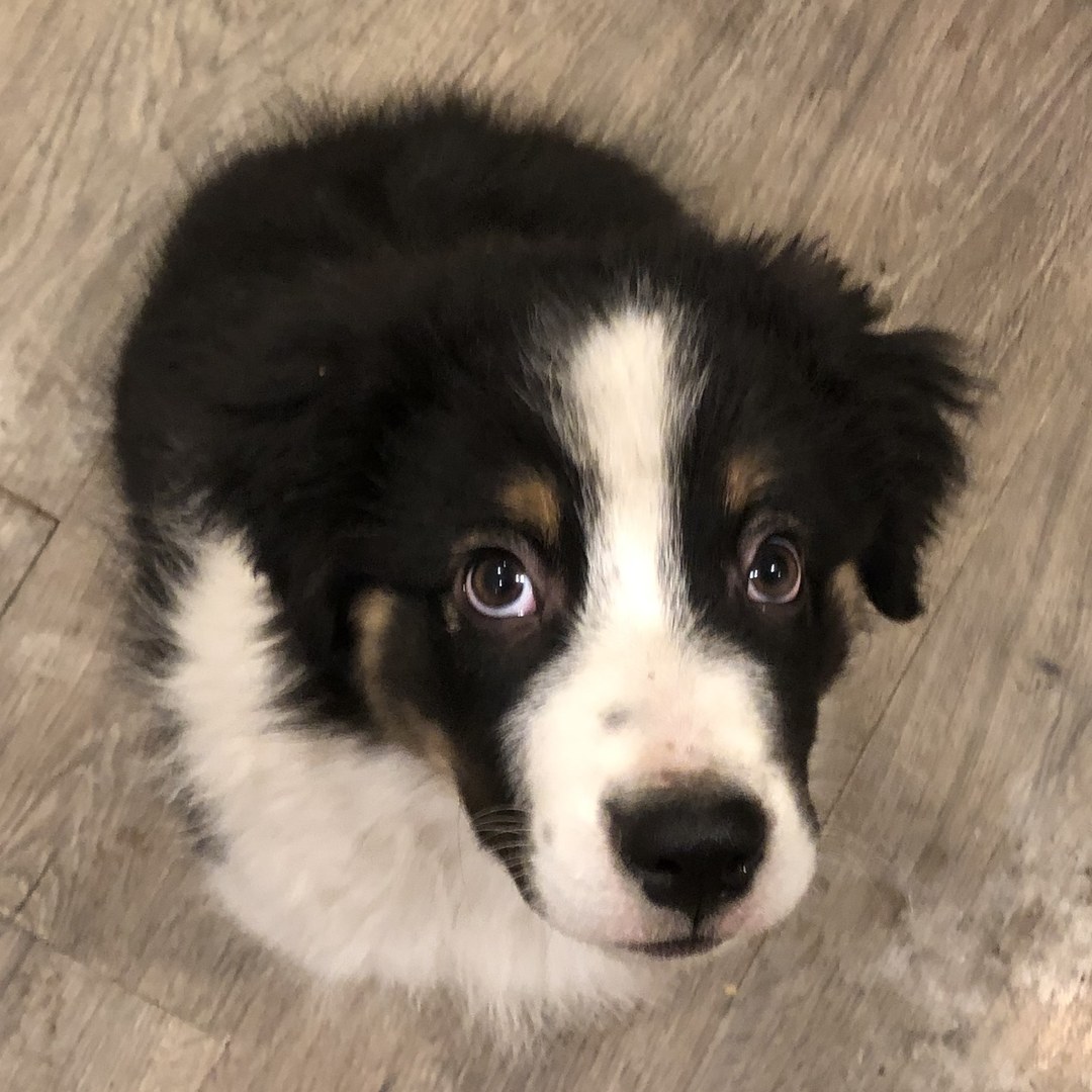 Jack