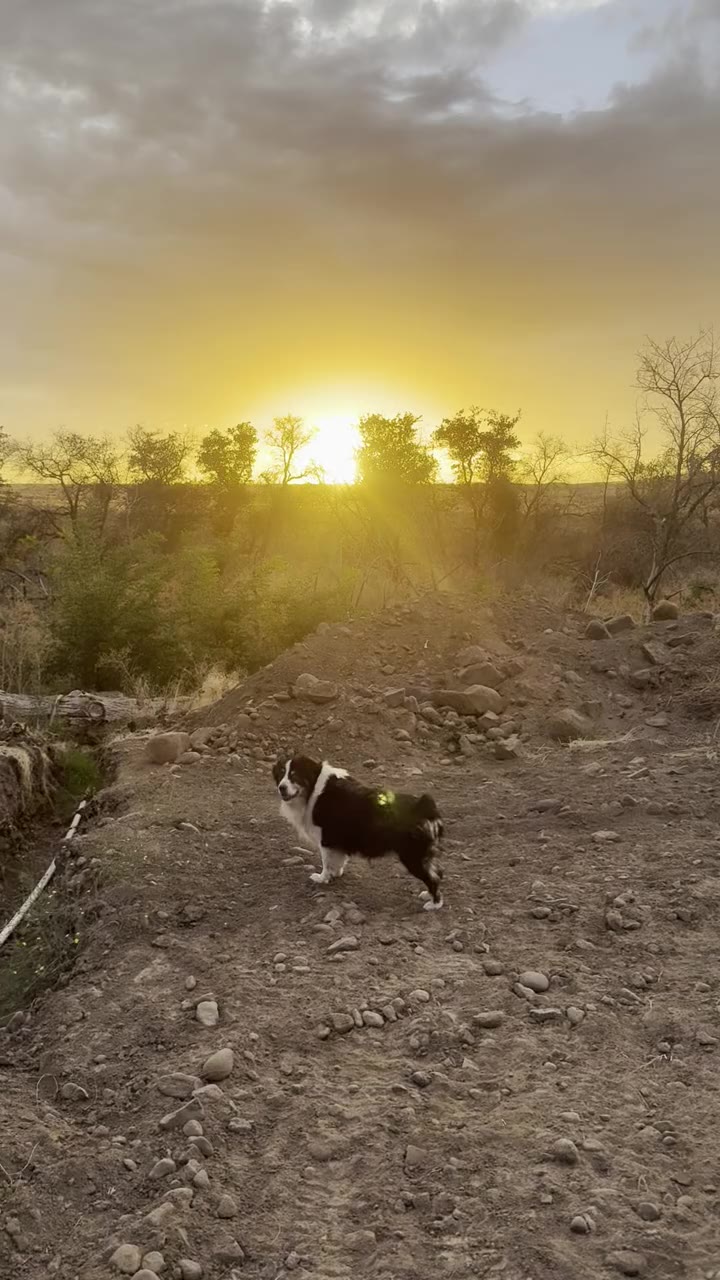 Jack standing on a dirt hill at sunset