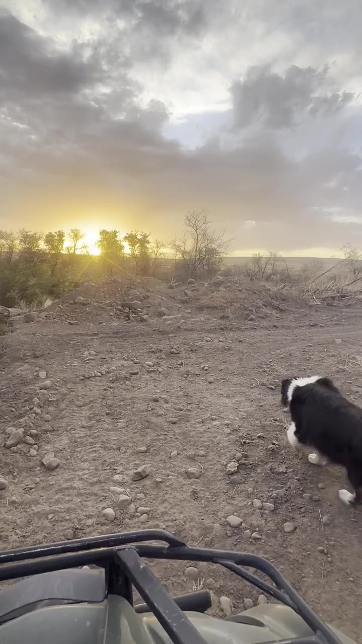 Jack walking ahead of a rig at sunset