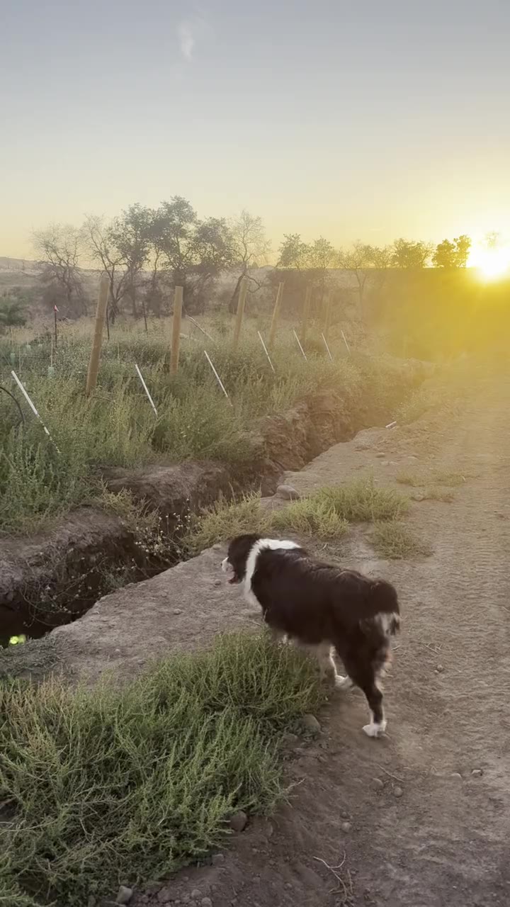Jack beside the vine row at sunset