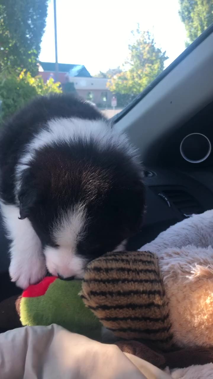 Jack as a puppy in the car with a toy