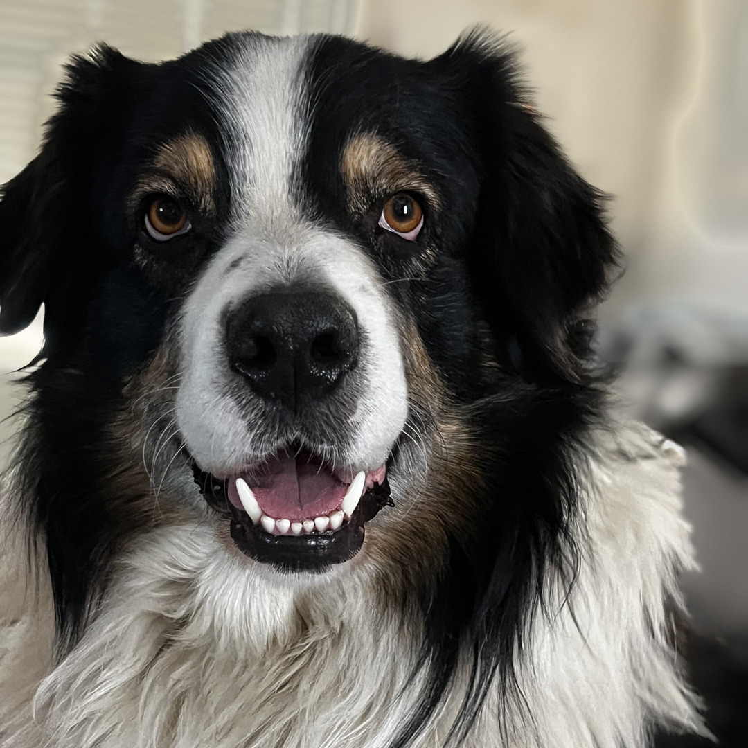 Jack, our Australian Shepherd, looking at the camera