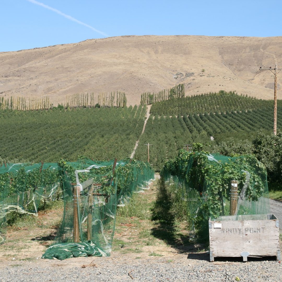 Columbia Valley vineyards