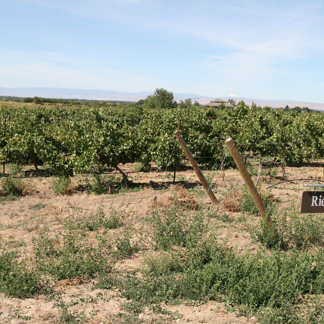 Rattlesnake Hills vineyards