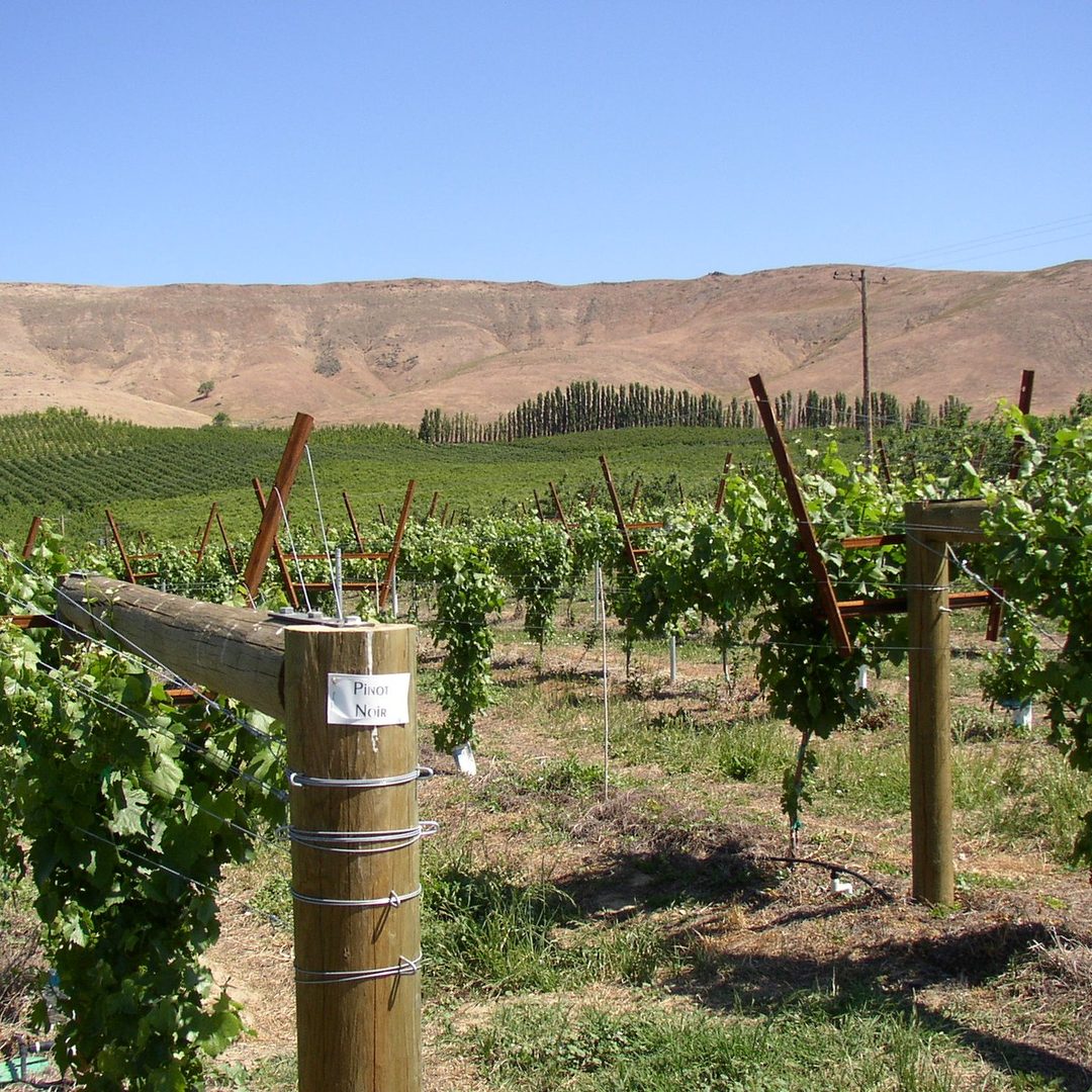 Rattlesnake Hills vineyards