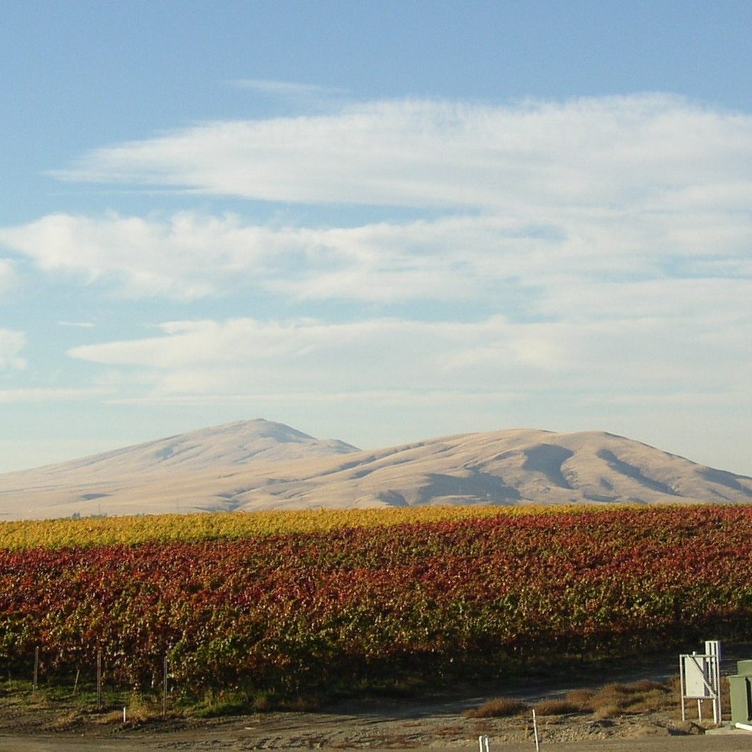 Red Mountain vineyards