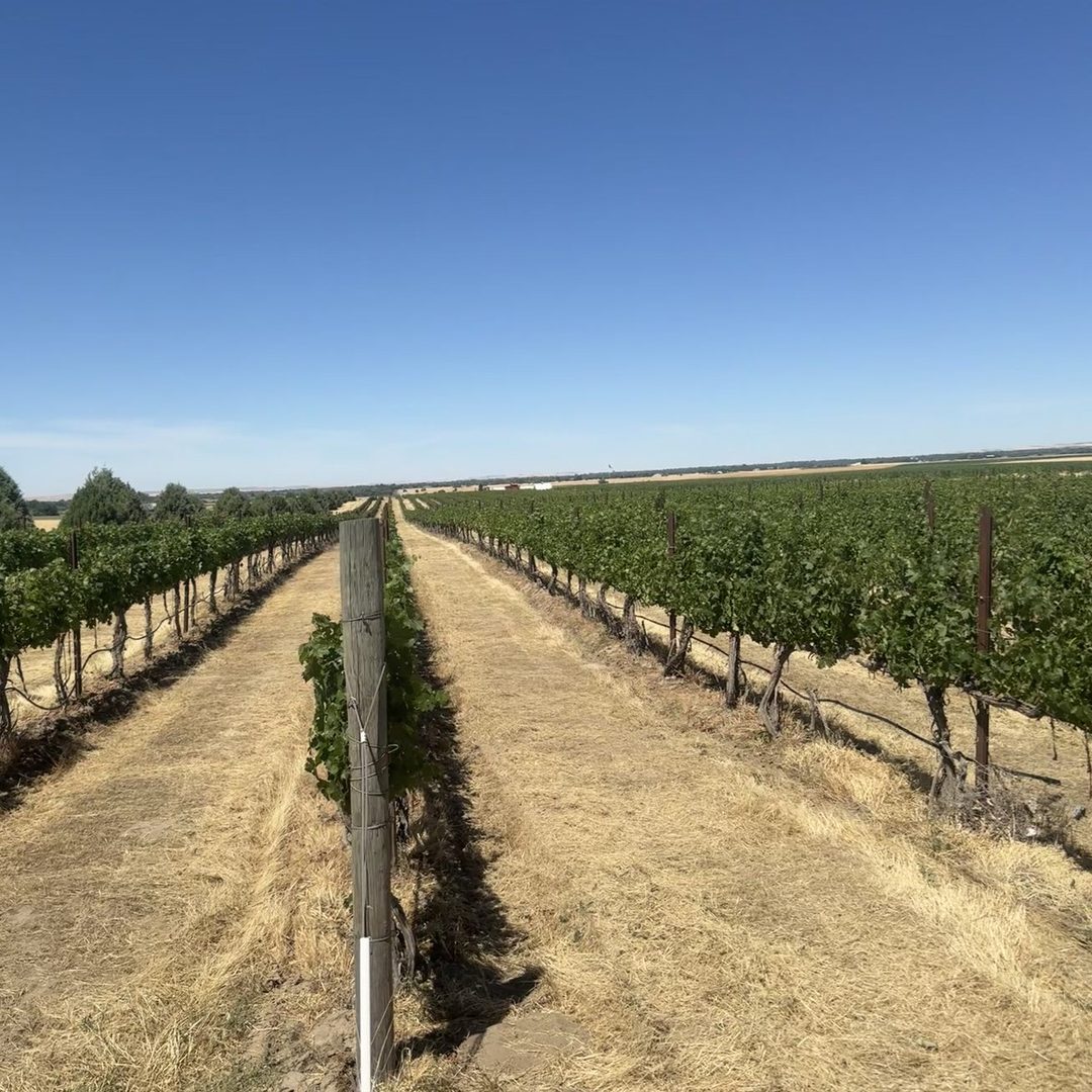 The Rocks District (Milton-Freewater, OR) vineyards