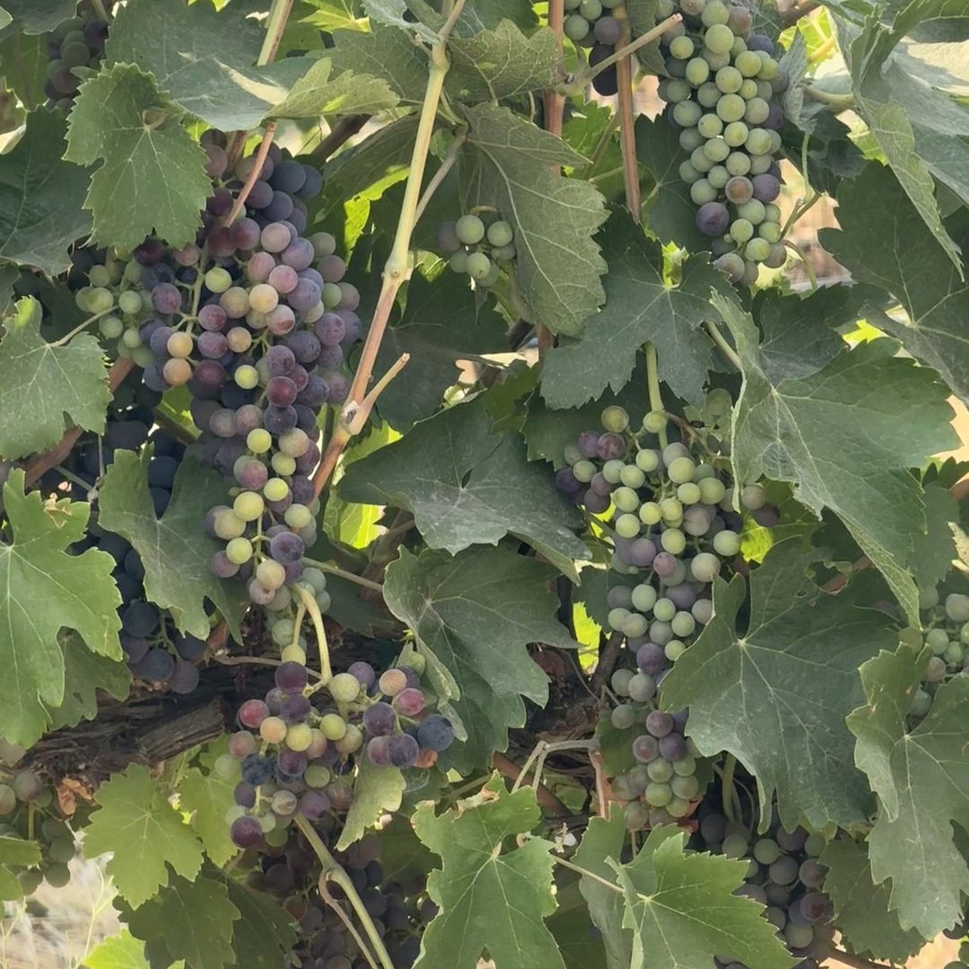 The Rocks District (Milton-Freewater, OR) vineyards