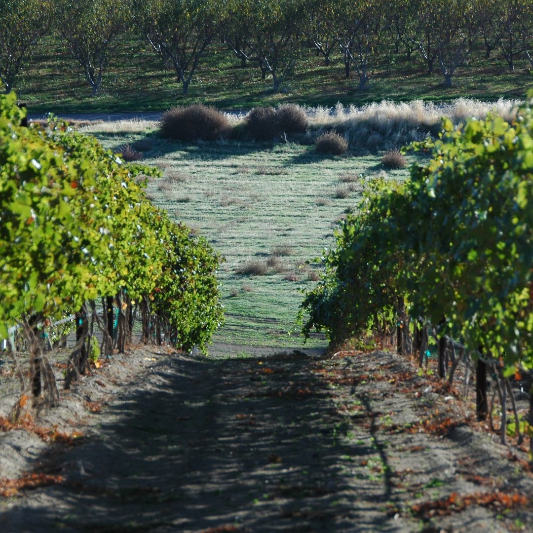 Snake River Valley (Idaho) vineyards
