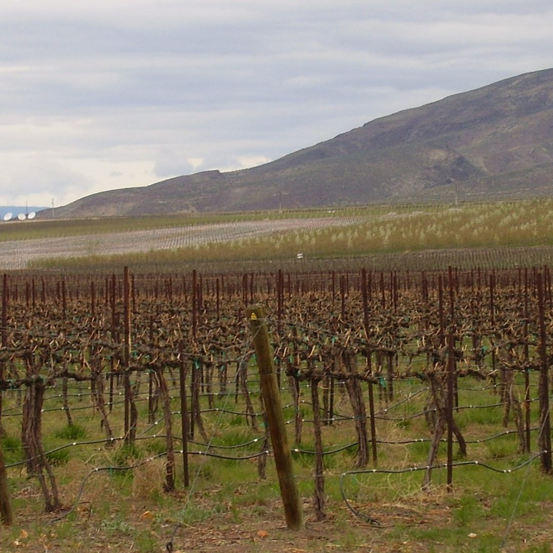 Wahluke Slope vineyards