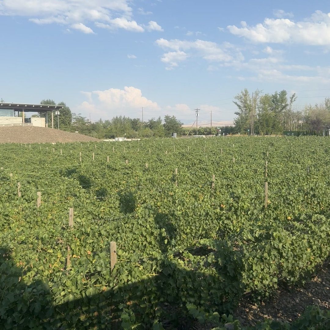 Walla Walla Valley vineyards