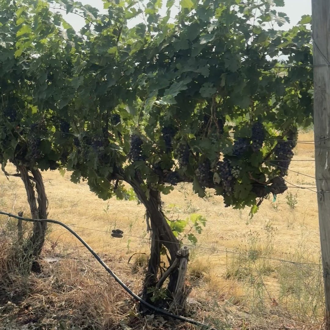 Walla Walla Valley vineyards