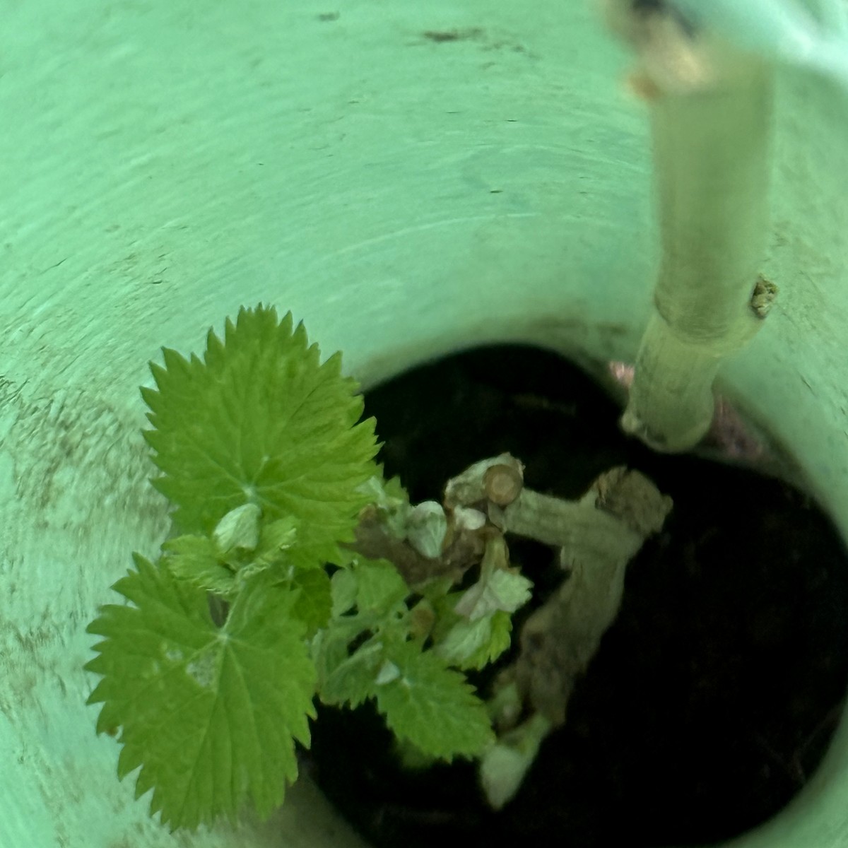 A baby grapevine in a grow tube