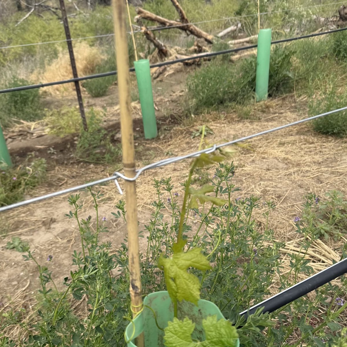 A stake, wire, drip line and grow tube going in