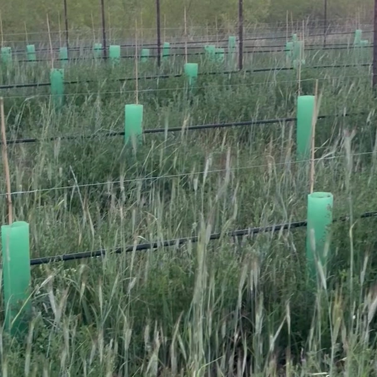 Green vines growing in the same ground
