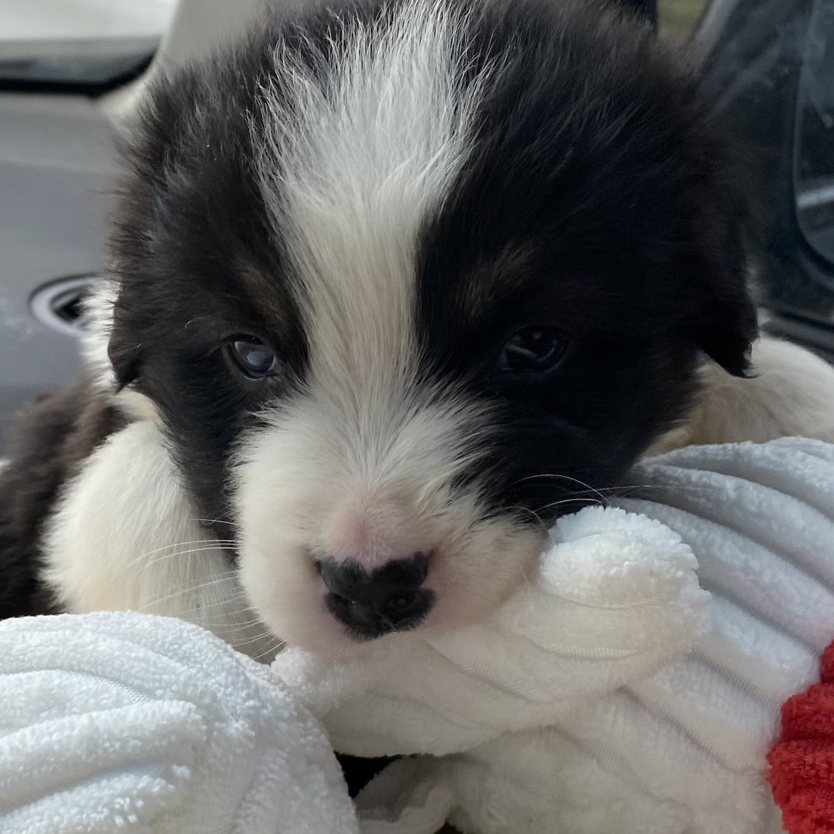 Jack as a puppy