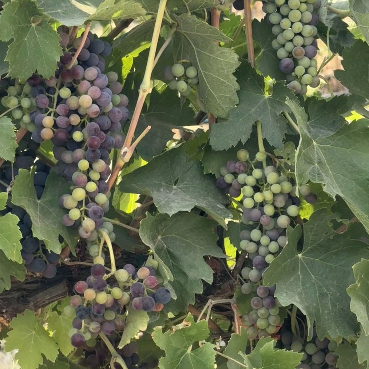 Ripe grape clusters on the vine