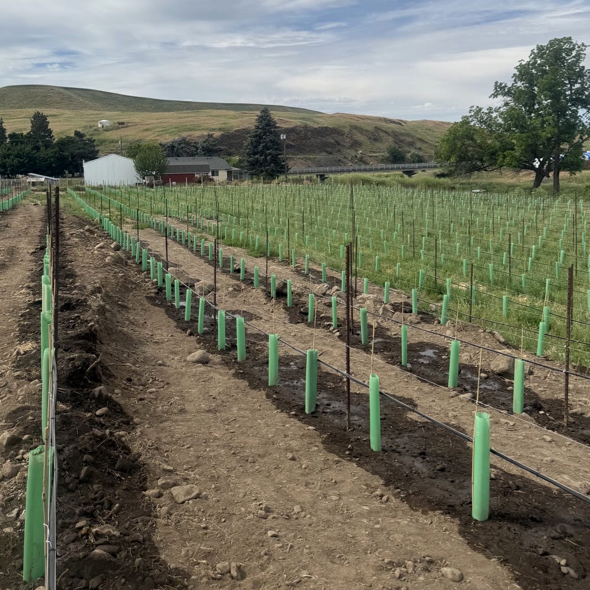 Full vineyard rows in green grow tubes