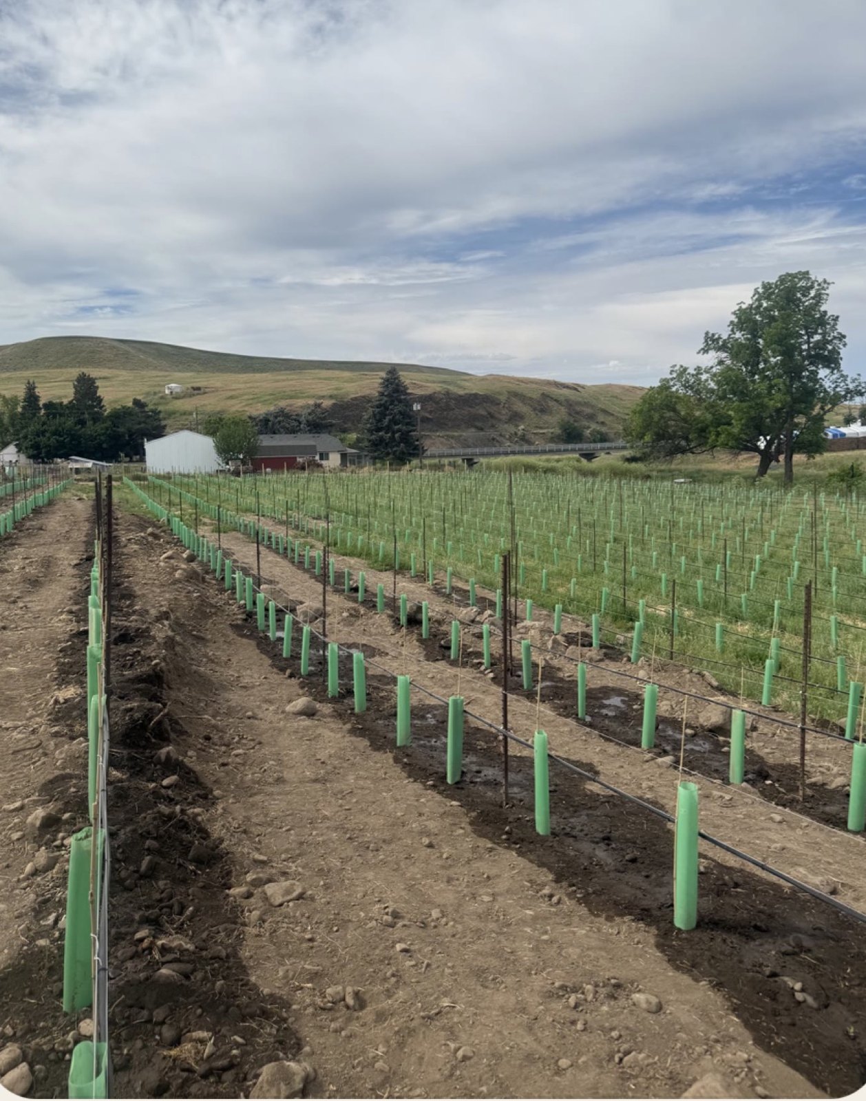 Vineyard rows the Flores family looks after