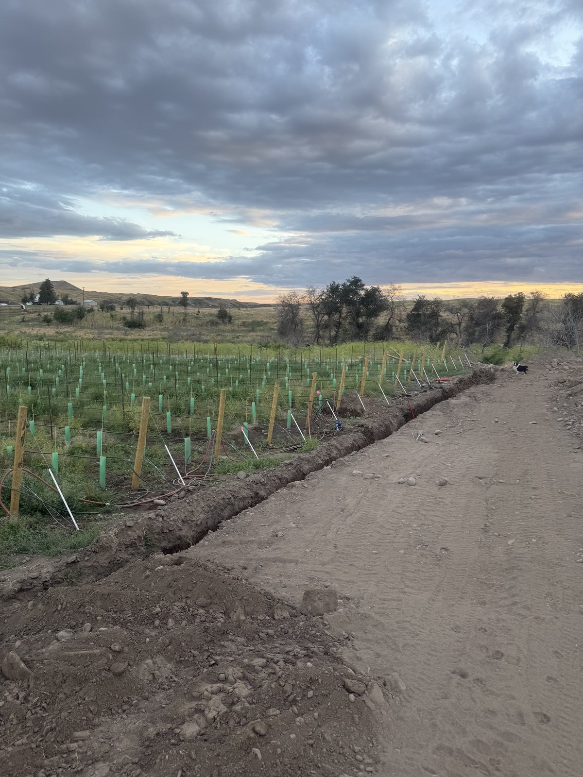 Vineyard rows and a new trench at dusk in Winona
