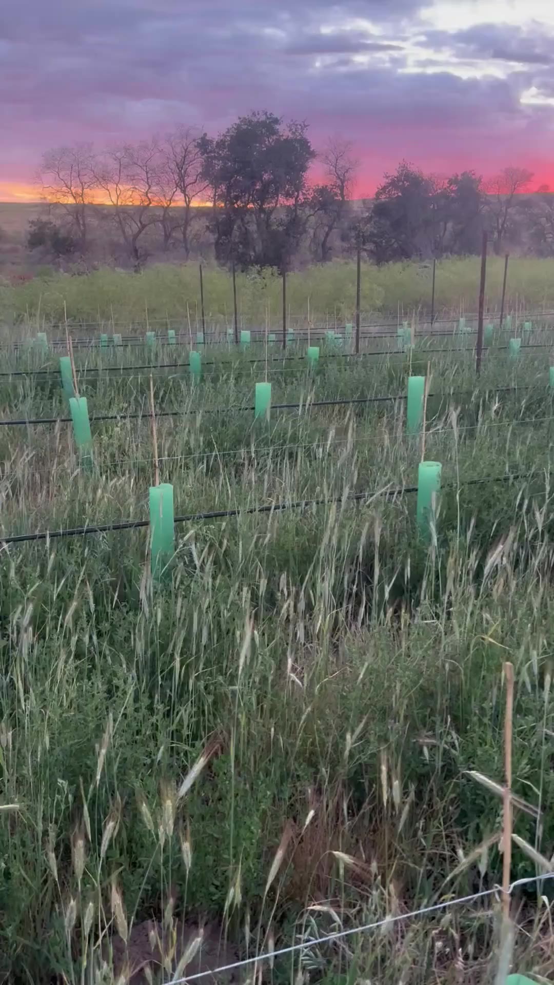 Young vines in green grow tubes at sunset in Winona