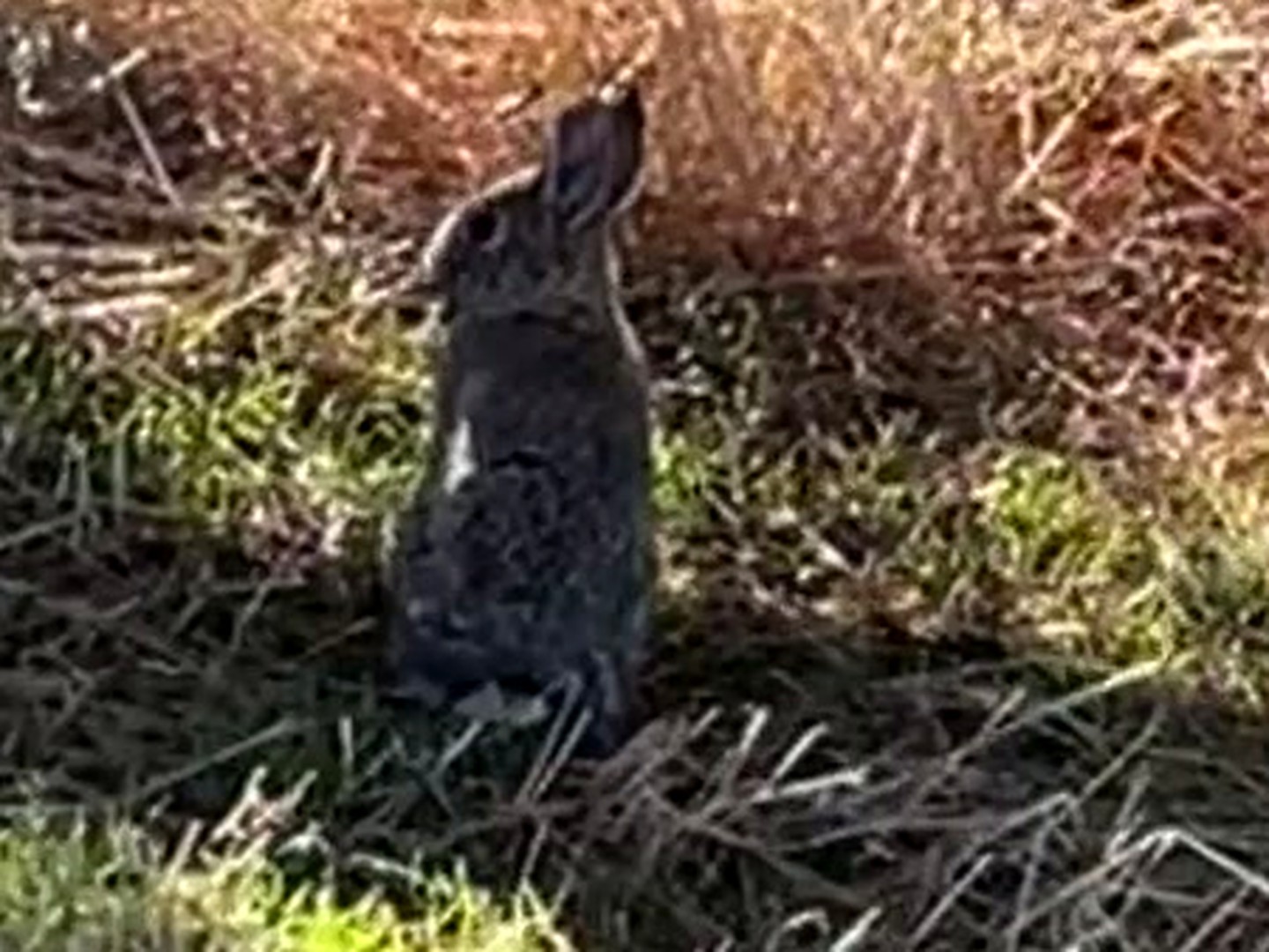 A cottontail sitting in the grass
