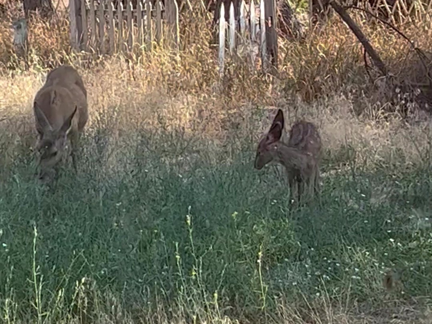 A doe grazing and a fawn standing nearby