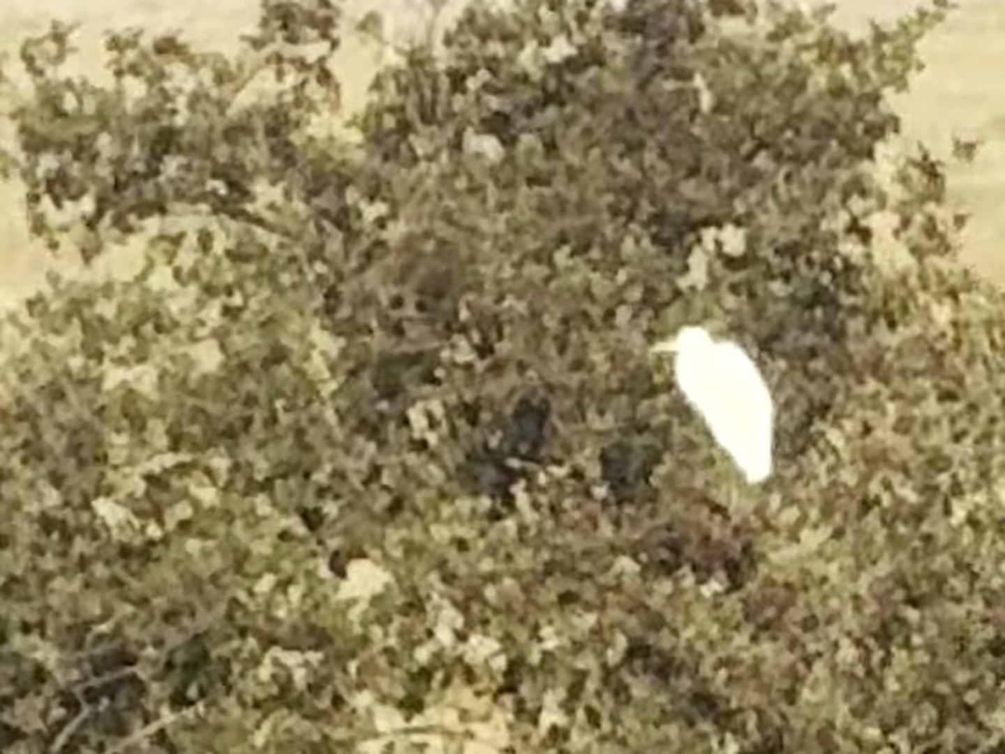 A white egret in a bush
