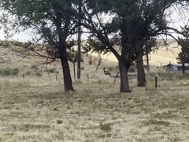Two trees in dry grass