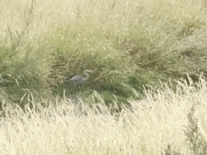 Tall grass
