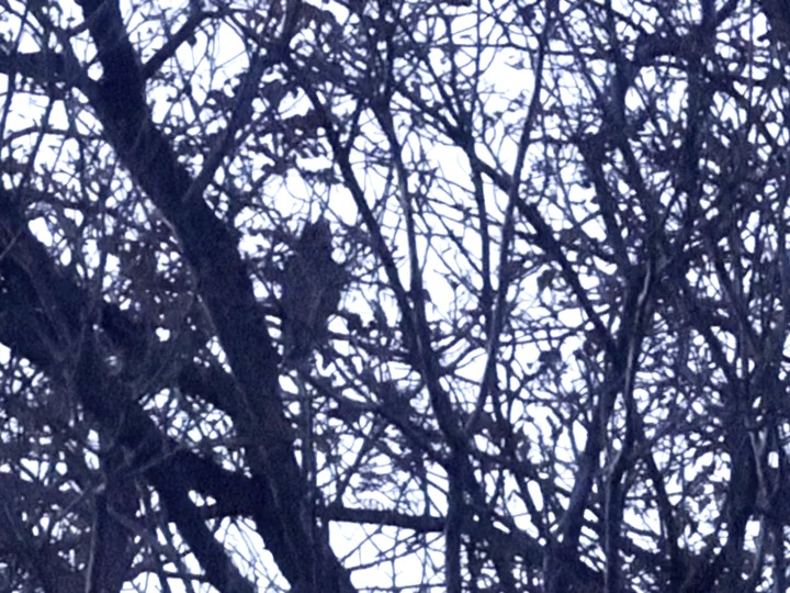 Bare branches
