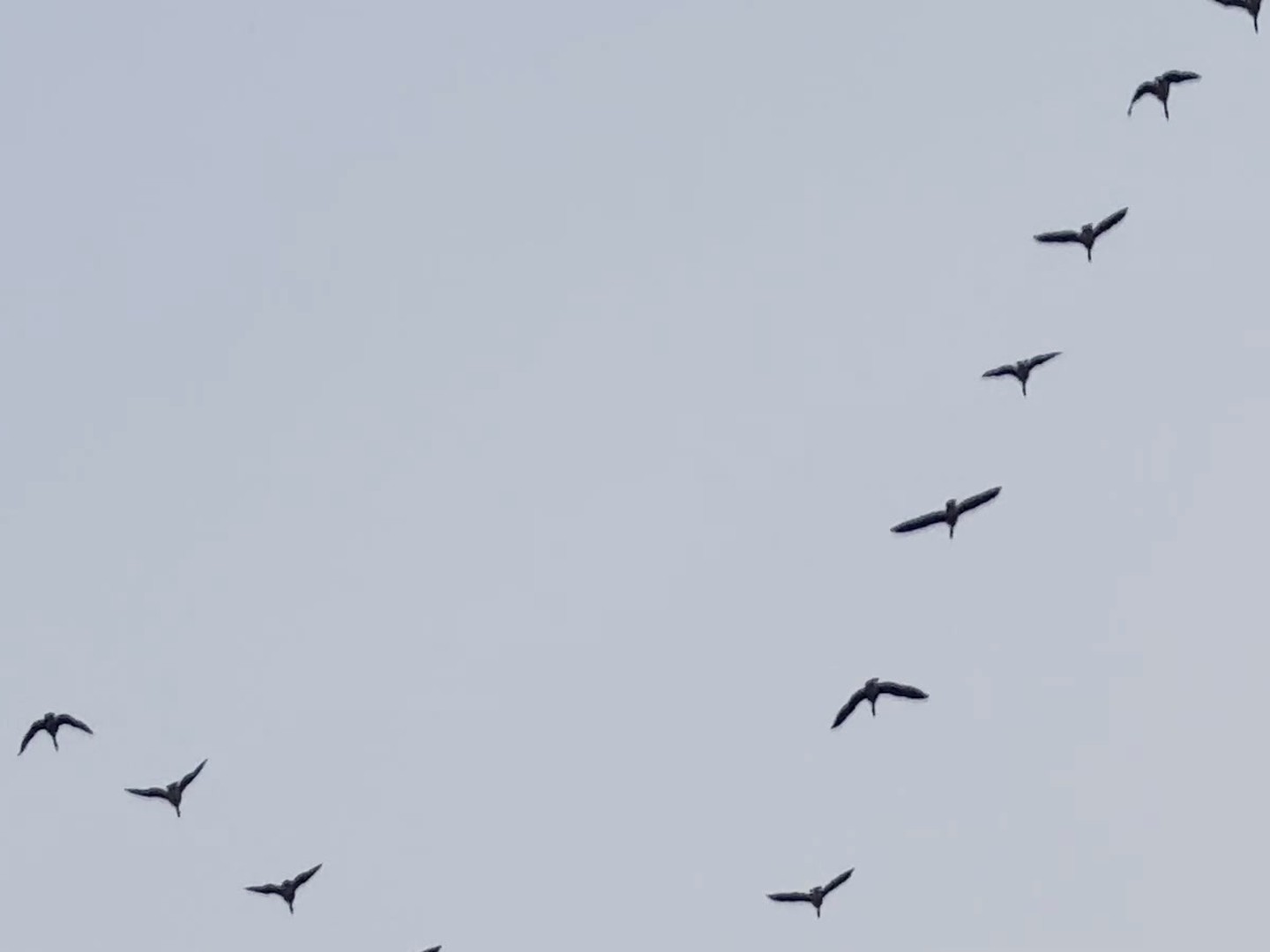 Geese in a V across a gray sky