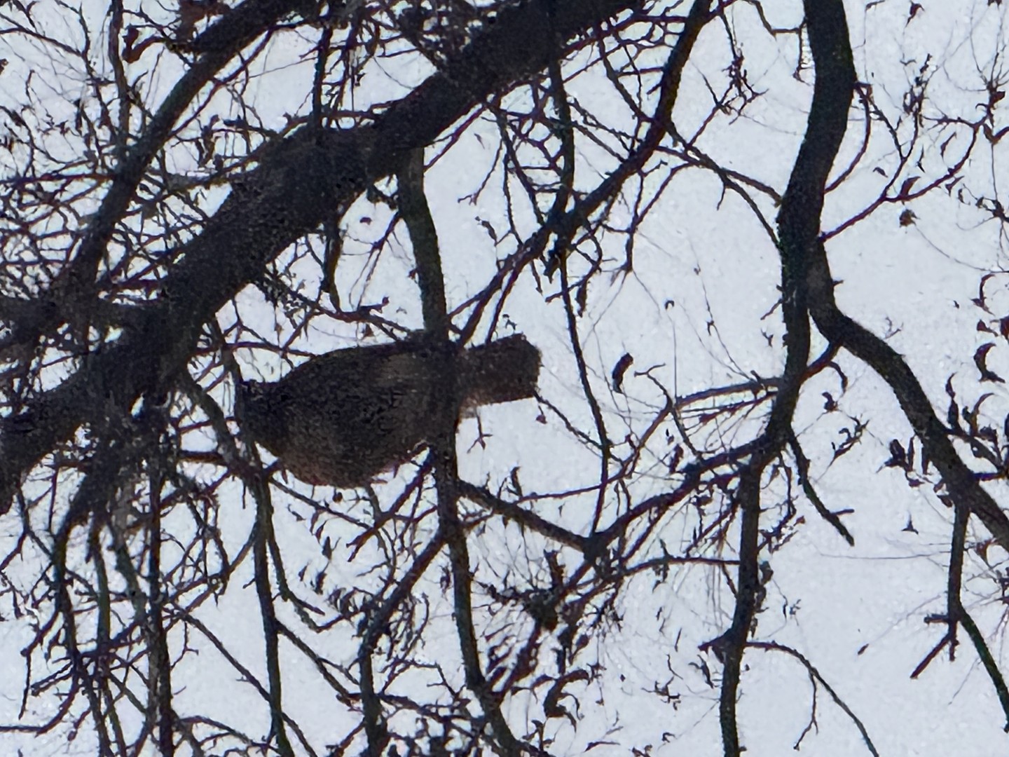 A hawk perched on a bare branch
