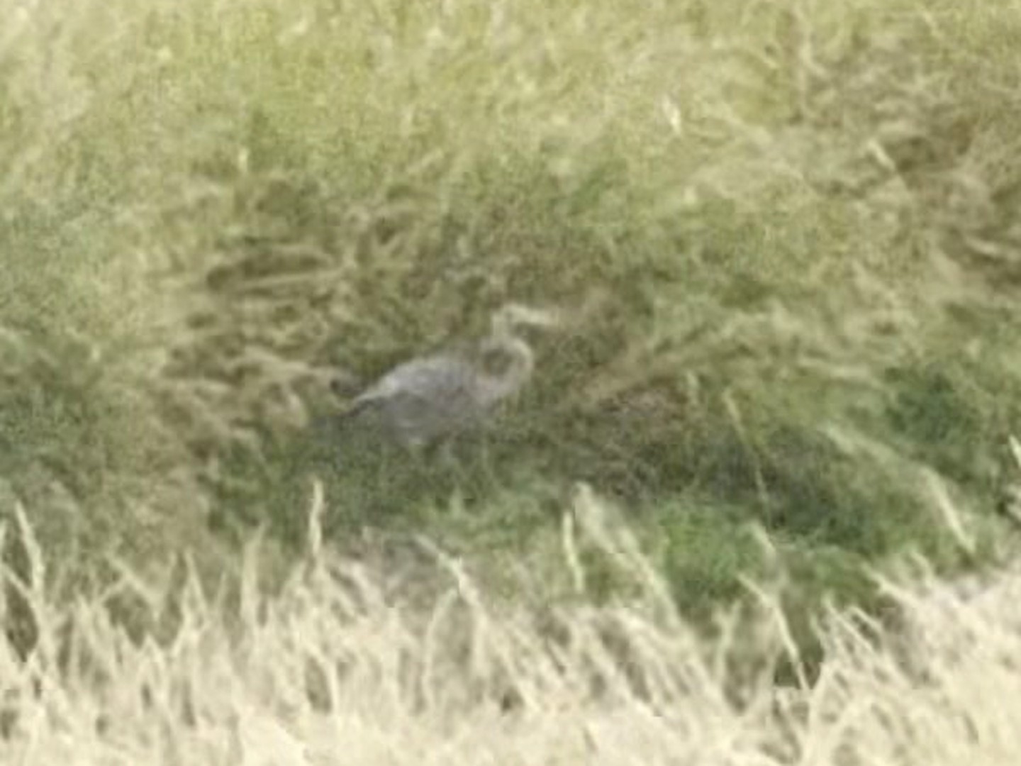 A heron in the grass