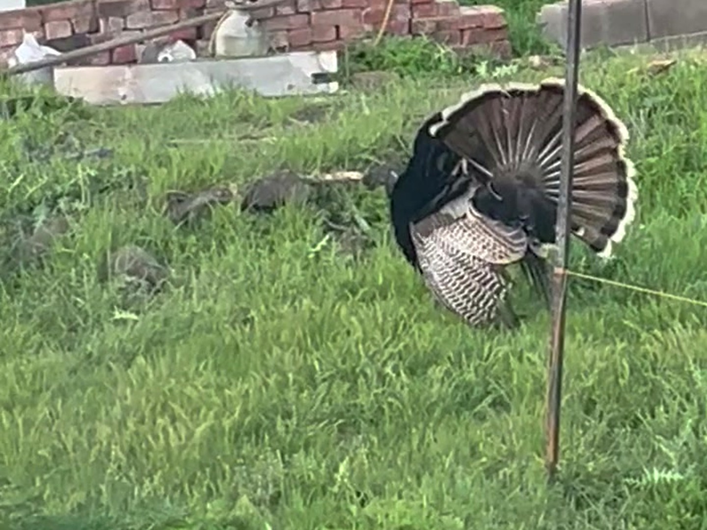 A tom turkey with his tail fanned