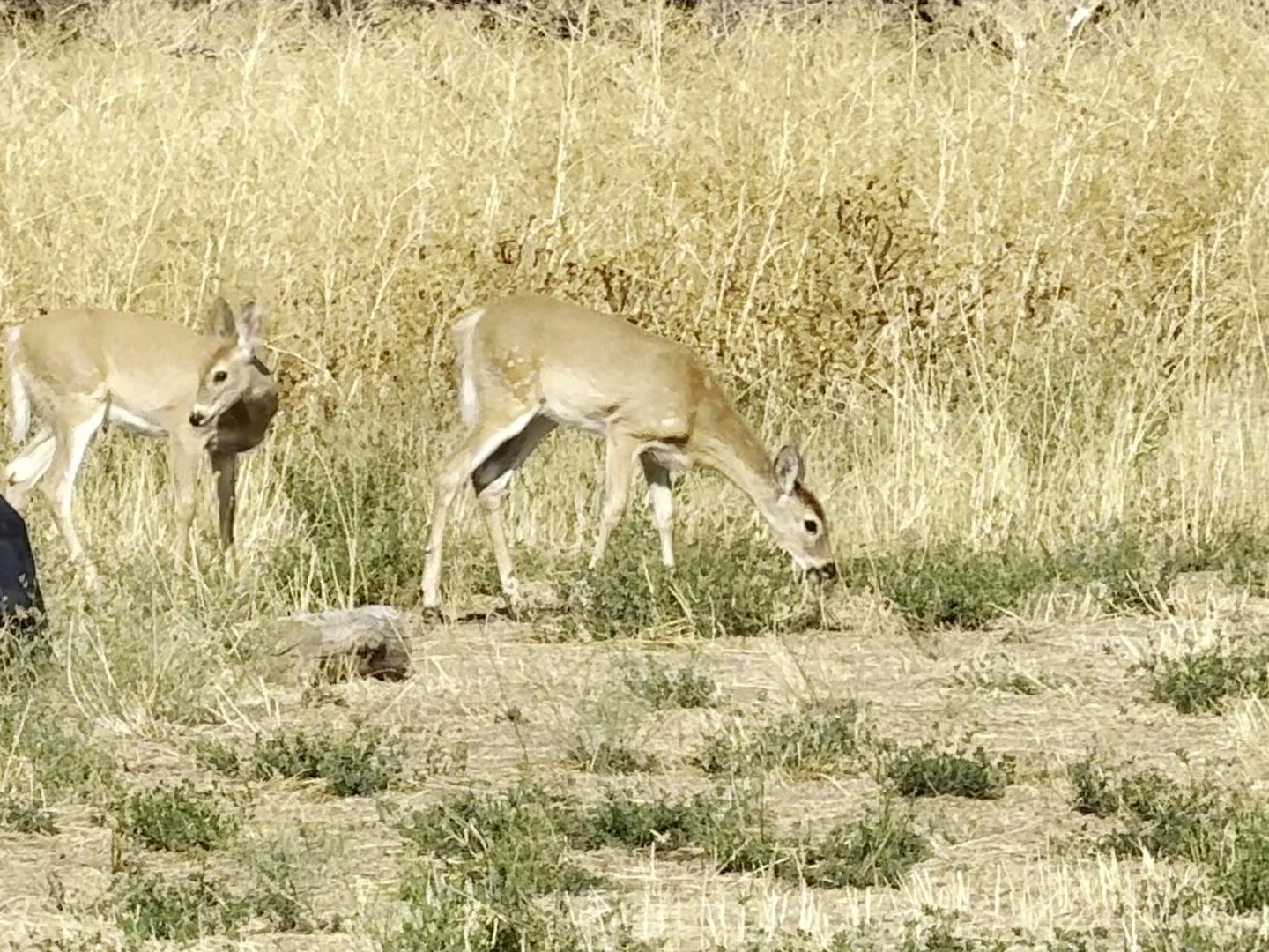 Two deer in dry grass