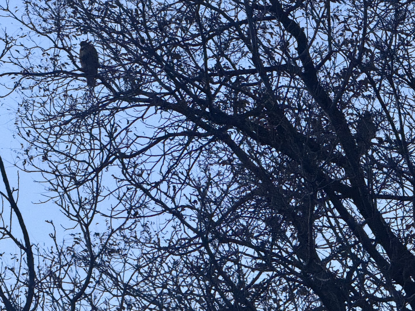 Two hawks in a bare tree at dusk